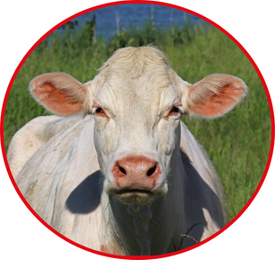 Viande pour congélateur, en gros et au détail